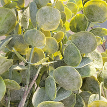 Load image into Gallery viewer, 25" Eucalyptus Stems (Light)