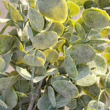 Load image into Gallery viewer, 25" Eucalyptus Stems (Light)