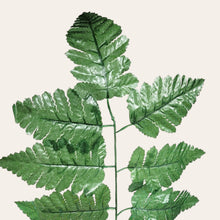 Load image into Gallery viewer, Silk Fern Stems (Bagged set of 6 bundles, containing 72 picks total)