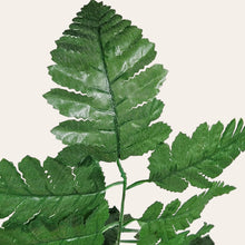 Load image into Gallery viewer, Silk Fern Stems (Bagged set of 6 bundles, containing 72 picks total)
