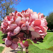 Load image into Gallery viewer, Hydrangea Stems with Lundia Greenery (Pink Color)
