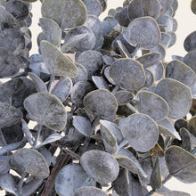 Load image into Gallery viewer, 25" Eucalyptus Stems (Dark)