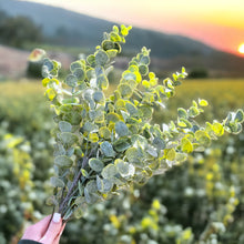 Load image into Gallery viewer, 25" Eucalyptus Stems (Light)