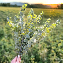 Load image into Gallery viewer, 25" Eucalyptus Stems (Light)