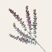 Load image into Gallery viewer, 30" Eucalyptus Stem (Burgandy Green)