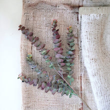 Load image into Gallery viewer, 30" Eucalyptus Stem (Burgandy Green)