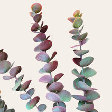 Load image into Gallery viewer, 30" Eucalyptus Stem (Burgandy Green)