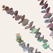 Load image into Gallery viewer, 30" Eucalyptus Stem (Burgandy Green)