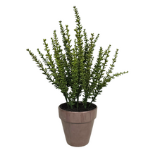 Load image into Gallery viewer, 12" Artificial Potted Sedum Plant