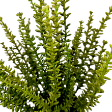 Load image into Gallery viewer, 12" Artificial Potted Sedum Plant