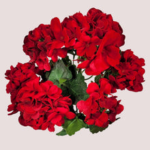 Load image into Gallery viewer, 18&quot; Faux Red Geranium Bush (UV Protected)
