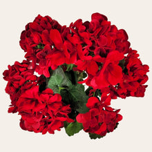 Load image into Gallery viewer, 18&quot; Faux Red Geranium Bush (UV Protected)
