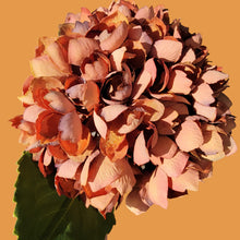 Load image into Gallery viewer, Hydrangea Stems with Lundia Greenery (Rust Color)
