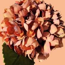 Load image into Gallery viewer, Hydrangea Stems with Lundia Greenery (Rust Color)
