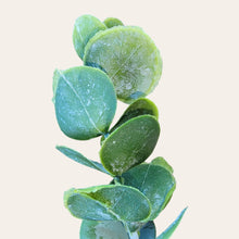 Load image into Gallery viewer, 30&quot; Eucalyptus Stem (Light Green)
