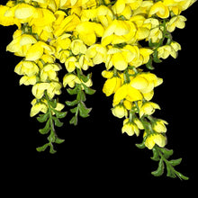 Load image into Gallery viewer, Yellow Hanging Wisteria Artificial Flowers for memorial, bridal, craft supply, home decor, and more.
